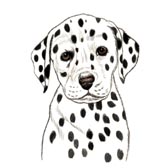 Dalmation Puppy